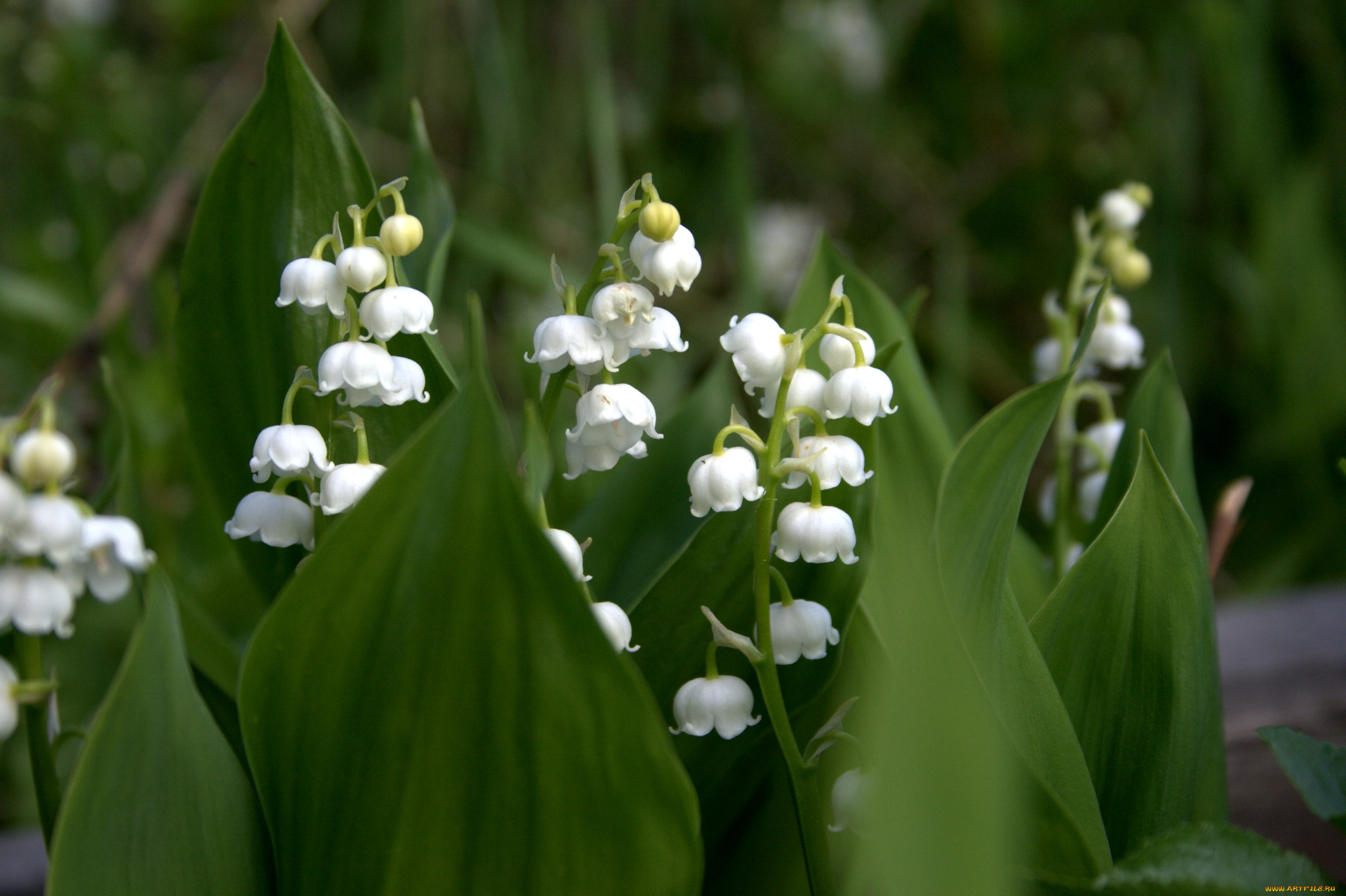 Картинка ландыша. Ландыш Майский. Ландыш Лесной. Convallaria Majalis Hofheim. Ландыш теневыносливое растение.